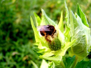 Insecten Achtergronden 