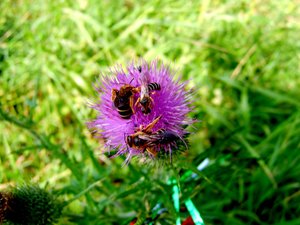 Insecten Achtergronden 