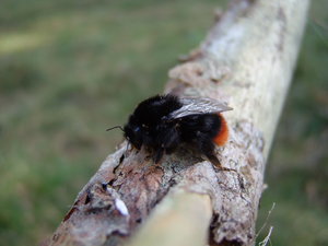 Insecten Achtergronden 