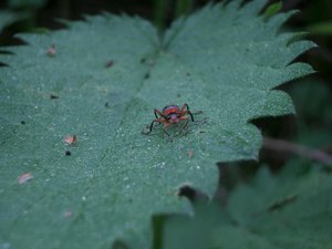 Insecten Achtergronden 