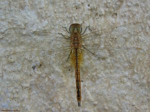 Insecten Achtergronden 