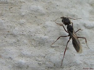 Insecten Achtergronden 