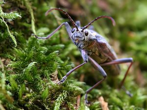 Insecten Achtergronden 