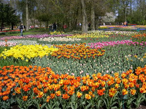 Achtergronden Keukenhof 