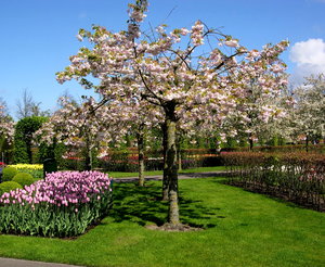 Achtergronden Keukenhof 