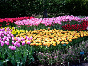 Achtergronden Keukenhof 