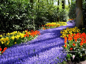 Achtergronden Keukenhof 