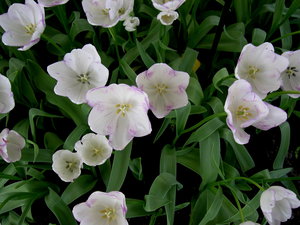 Achtergronden Keukenhof 