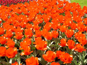 Achtergronden Keukenhof 
