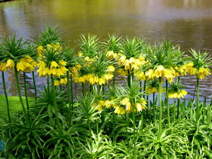 Achtergronden Keukenhof 