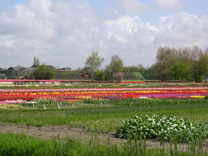 Achtergronden Keukenhof 