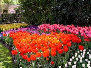 Achtergronden Keukenhof 