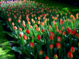 Achtergronden Keukenhof 