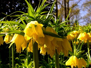 Achtergronden Keukenhof 