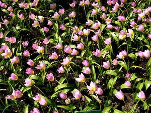 Achtergronden Keukenhof 