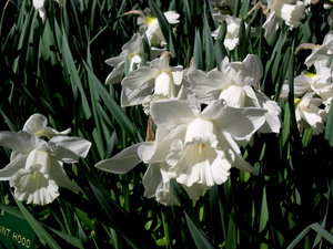 Achtergronden Keukenhof 