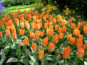 Achtergronden Keukenhof 