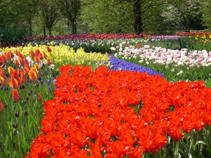 Achtergronden Keukenhof 