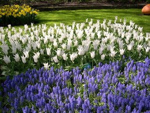 Achtergronden Keukenhof 