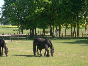 Paarden Achtergronden Grazende Paarden Met Veulen