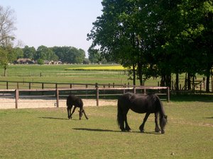 Paarden Achtergronden 