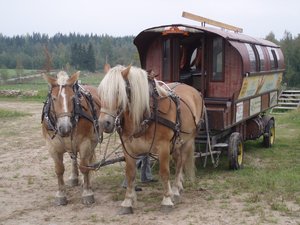 Paarden Achtergronden 