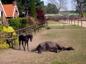 Paarden Achtergronden 