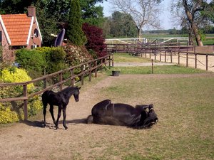 Paarden Achtergronden 