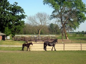 Paarden Achtergronden 