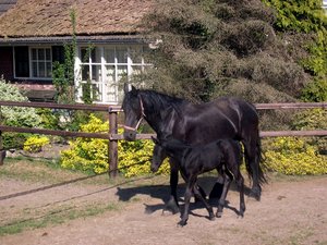 Paarden Achtergronden 