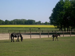 Paarden Achtergronden 