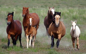 Paarden Achtergronden 