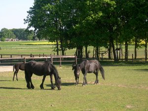 Paarden Achtergronden 