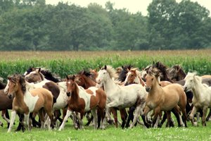 Paarden Achtergronden 