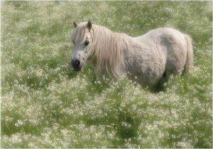 Paarden Achtergronden 