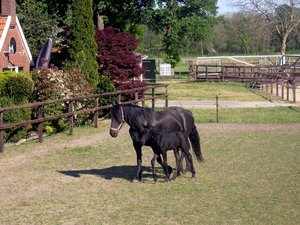 Paarden Achtergronden 