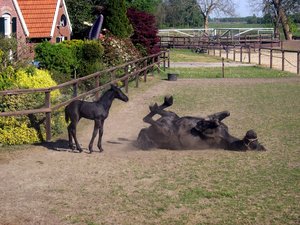 Paarden Achtergronden 