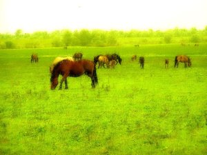 Paarden Achtergronden 