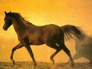 Paarden Achtergronden 