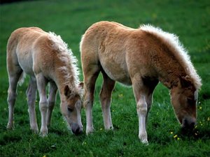 Paarden Achtergronden 