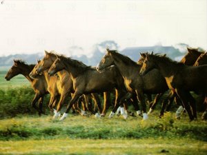 Paarden Achtergronden 