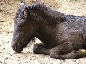 Paarden Achtergronden 