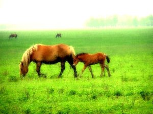 Paarden Achtergronden 