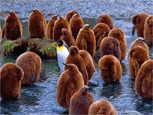 Achtergronden Pinquins Groep Pinguins Bruin Dons