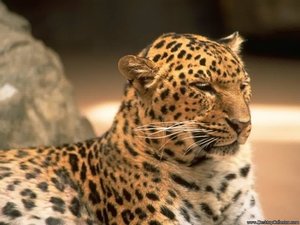 Achtergronden Roofdieren Prachtige Cheeta