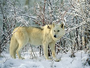Achtergronden Roofdieren Witte Wolf In De Sneeuw