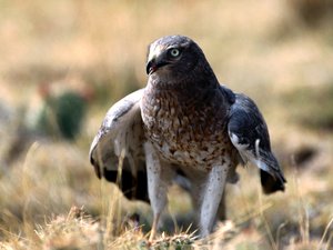 Achtergronden Roofvogels 