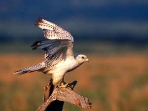 Achtergronden Roofvogels 