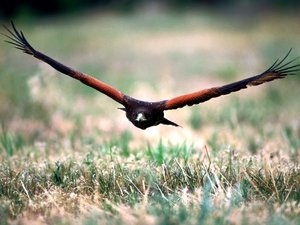 Achtergronden Roofvogels 