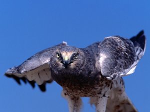 Achtergronden Roofvogels 